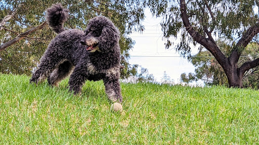 Rajah Street Reserve 20250824 015359 002