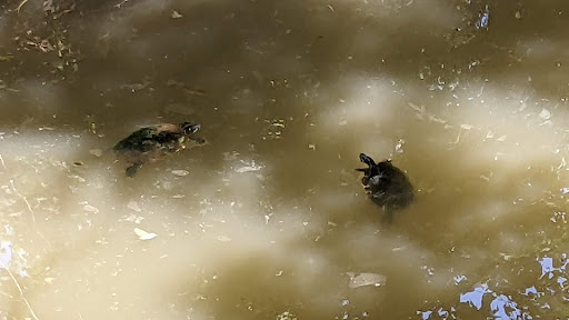 Ray Trent Park 20250726 214933 017