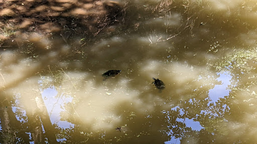 Ray Trent Park 20250726 214934 018