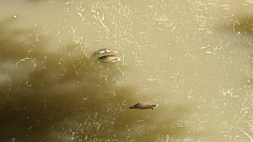 Ray Trent Park 20250726 214935 019