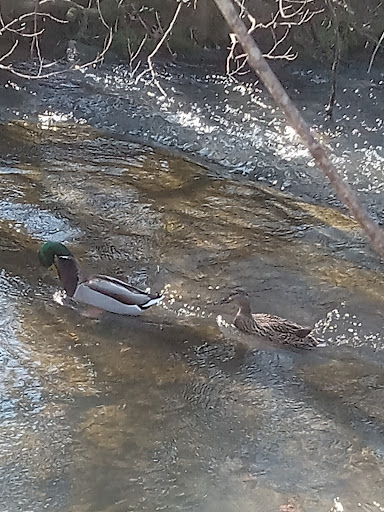 Sandy Springs Park 20250726 222109 012