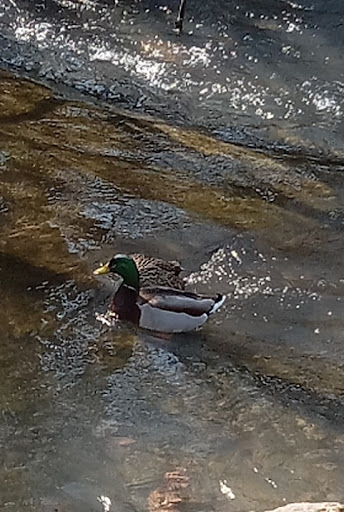 Sandy Springs Park 20250726 222109 013