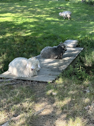 Searsport Shores Ocean Campground 20250727 075310 006