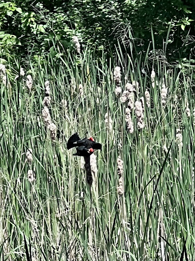 Sedgwick County Park 20250726 235507 011