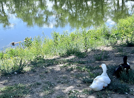 Sedgwick County Park 20250726 235508 012