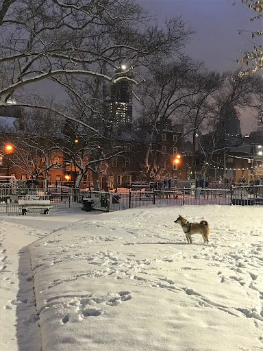 Seger Dog Park 20250727 101238 001