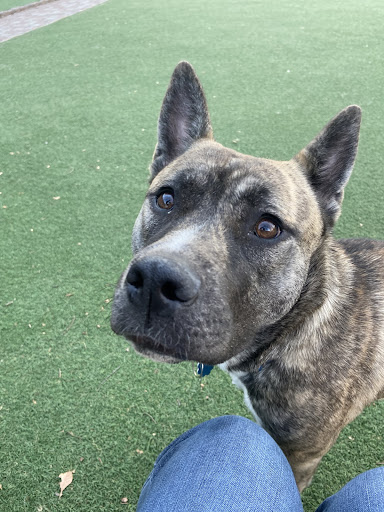 Seger Dog Park 20250727 101250 014