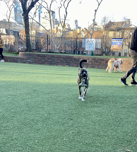 Seger Dog Park 20250727 101251 015