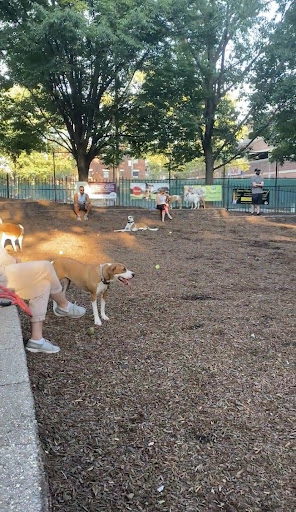 Seger Dog Park 20250727 101255 019