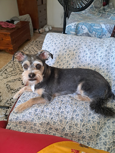 ServePets Dog   Cat Grooming  Day Care  Self Wash   Training in Phoenix  AZ 20250727 102201 001