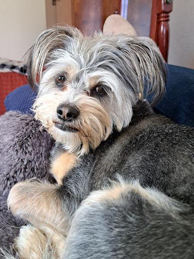 ServePets Dog   Cat Grooming  Day Care  Self Wash   Training in Phoenix  AZ 20250727 102202 002