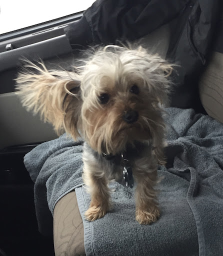 ServePets Dog   Cat Grooming  Day Care  Self Wash   Training in Phoenix  AZ 20250727 102203 003