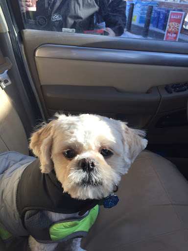 ServePets Dog   Cat Grooming  Day Care  Self Wash   Training in Phoenix  AZ 20250727 102204 004