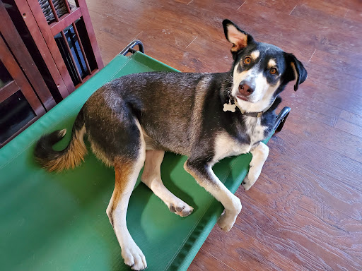 ServePets Dog   Cat Grooming  Day Care  Self Wash   Training in Phoenix  AZ 20250727 102205 005