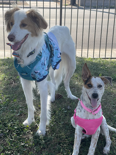 ServePets Dog   Cat Grooming  Day Care  Self Wash   Training in Phoenix  AZ 20250727 102206 006