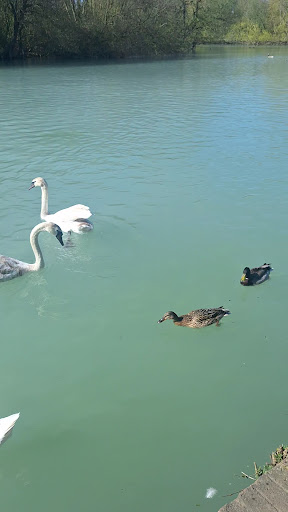 Splashlands 20250808 182722 004