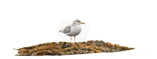 Stonington Borough Playground 20250727 043742 002