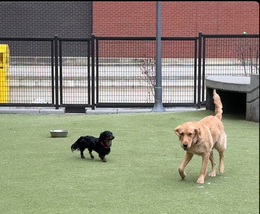 Swampoodle Dog Park Playground 20250727 101653 001