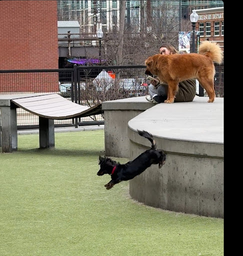 Swampoodle Dog Park Playground 20250727 101655 002