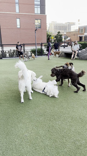 Swampoodle Dog Park Playground 20250727 101656 003