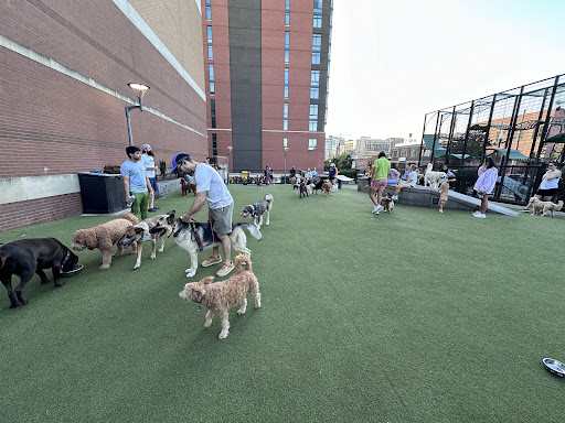 Swampoodle Dog Park Playground 20250727 101657 004