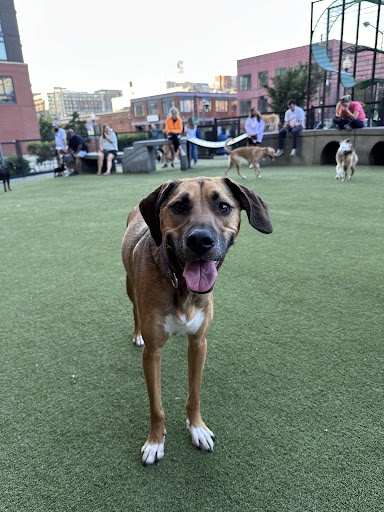 Swampoodle Dog Park Playground 20250727 101659 005