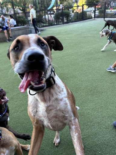 Swampoodle Dog Park Playground 20250727 101700 006