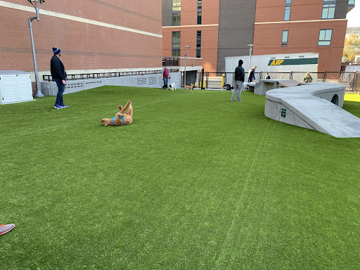 Swampoodle Dog Park Playground 20250727 101703 008