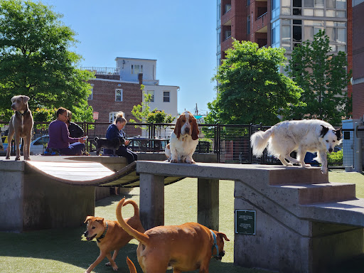 Swampoodle Dog Park Playground 20250727 101705 010