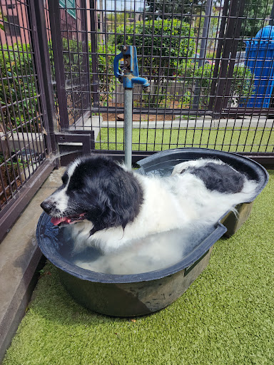 Swampoodle Dog Park Playground 20250727 101707 012