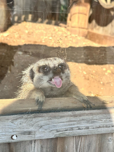 Tattershall Farm Park 20250808 165851 002