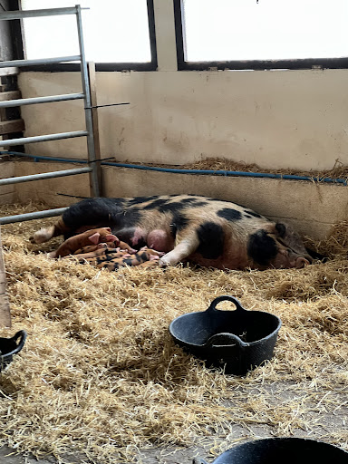 Tattershall Farm Park 20250808 165855 007