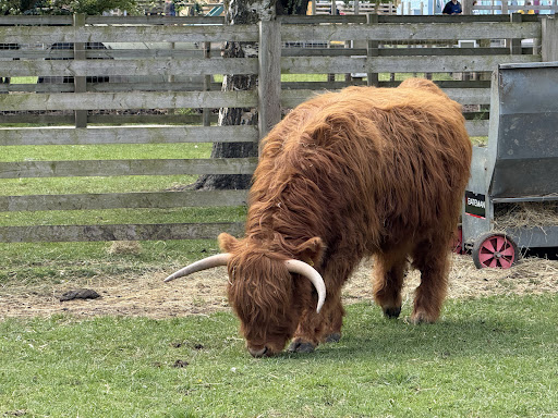 Tattershall Farm Park 20250808 165905 020