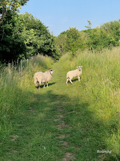 Teston Bridge Country Park 20250808 192817 007