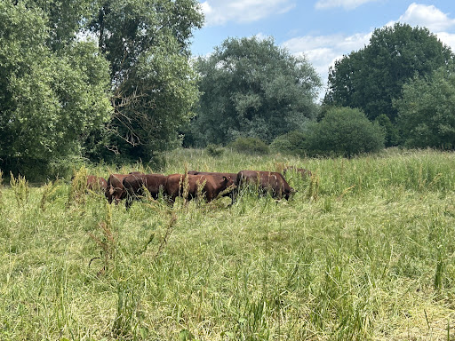 Teston Bridge Country Park 20250808 192823 013