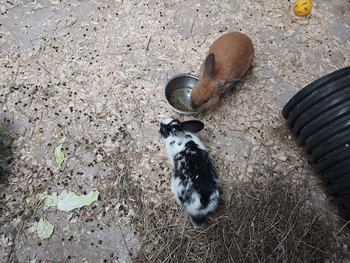 The Farm Park is Open 10am to 5pm  Breakfast served 9am to 12noon  Lunch served 12 30pm to 4pm in The Haystack Restaurant 20250819 230601 002