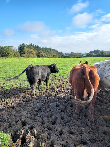 The Farm Park is Open 10am to 5pm  Breakfast served 9am to 12noon  Lunch served 12 30pm to 4pm in The Haystack Restaurant 20250819 230613 015
