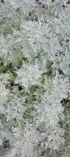 The Loop Playground 20250727 035643 001