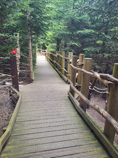 The Plotters  Forest at Raby Castle  Park and Gardens 20250808 154753 003