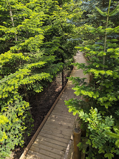 The Plotters  Forest at Raby Castle  Park and Gardens 20250808 154800 012