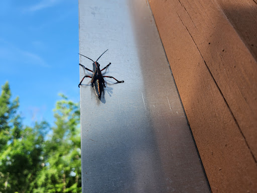 Tickfaw State Park 20250726 182633 004