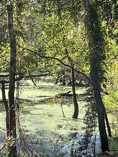 Tickfaw State Park 20250726 182641 013