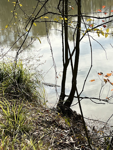 Tickfaw State Park 20250726 182643 016