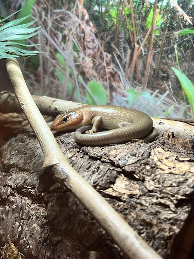 Tickfaw State Park 20250726 182645 018