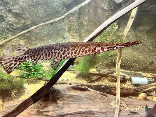 Tickfaw State Park 20250726 182646 019