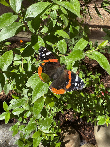 Turtle Bay Exploration Park 20250727 032837 005