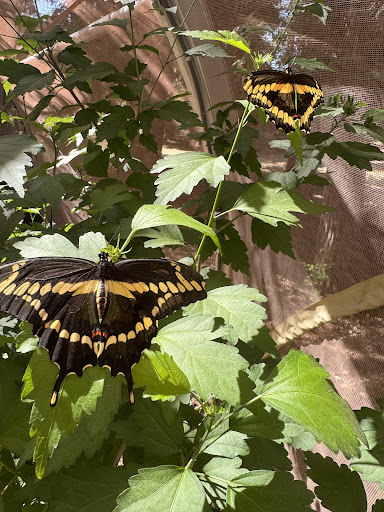 Turtle Bay Exploration Park 20250727 032838 006