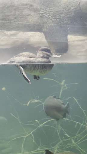 Turtle Bay Exploration Park 20250727 032841 010