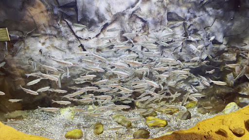 Turtle Bay Exploration Park 20250727 032847 018