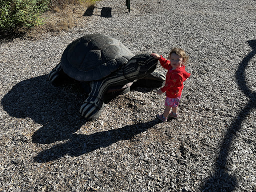 Turtle Walk Playground 20250727 054411 012